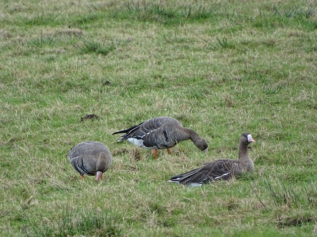 這位巴西門 這位巴西門