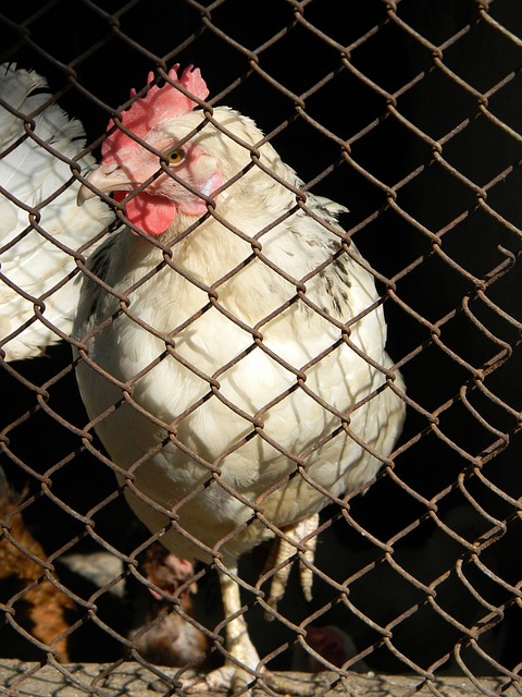 关键的战术 关键的战术